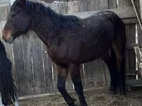 Hengst, Kazakh horse — Foto 2