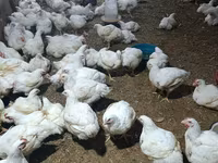 Chickens — फ़ोटो 2