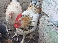 Chickens — Foto 4