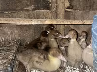 Hausente — Foto 2