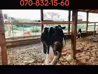 Vaca, Raza Holstein — foto 1