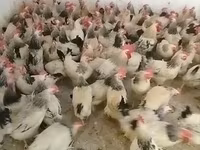Chickens — फ़ोटो 2