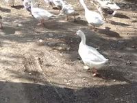 Ducks — foto 2