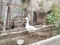 Geese — الصورة 1