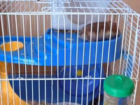 Hamster üçün tam dəst qəfəs Ağ və boz rəngli sevimli xamyaklardır — الصورة 2