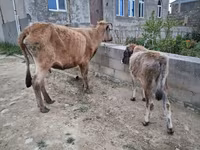 Cow, Cattle — photo 2