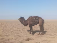 Camel Female, Camels — photo 1