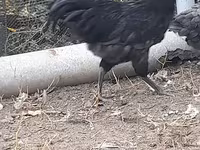 Australian Pit Game fowl — Foto 7