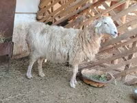 Qoʻchqor, Kazakh fat-tailed coarsewool sheep — 2-rasm
