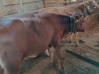 Сиыр, Simmental cattle — 4-сурет