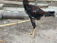 أوسترالورب — الصورة 2