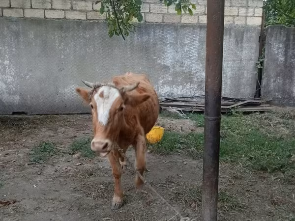 Сиыр, Жабайы як