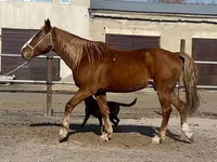 حصان, Kustanai horse — الصورة 2