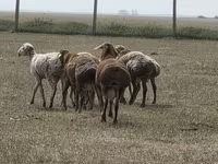 Ram, Hissar sheep — photo 4