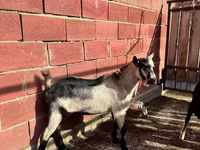 公山羊, Alpine goat — 照片 2