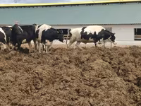 İnək, Russian Black pied cattle — foto 1