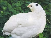 English White — foto 2