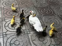 pato criollo doméstico — foto 3