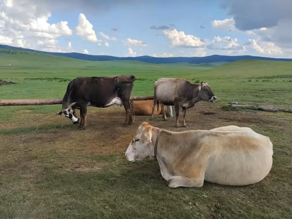 Корова, Велика рогата худоба