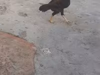Chickens — 2-сурет