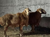 Қошқар, Edilbay sheep — 2-сурет