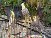 Korella qəfəs yuva munasib qiymete — Foto 2