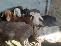 公羊, Sheep — 照片 3