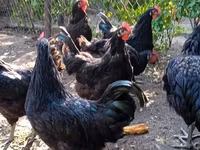 Chickens — 5-сурет