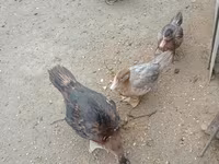 Ducks — الصورة 2