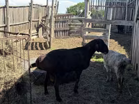 Qoç, Hissar sheep — foto 2