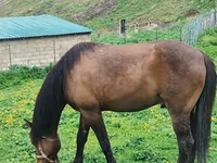 Hengst, Azerbaijan horse — Foto 1