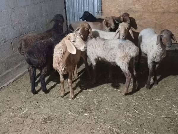 母羊, Sheep