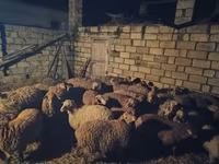 Ovejas (lote, sexo no especificado), Ovejas — foto 7