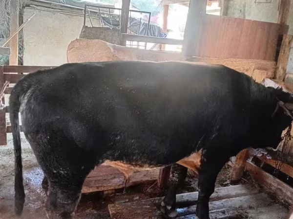 公牛, Belgian Blue