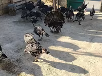 برونز — الصورة 4