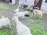 Goat, Alpine goat — photo 6