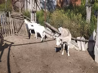 Козел, LaMancha goats — фото 4