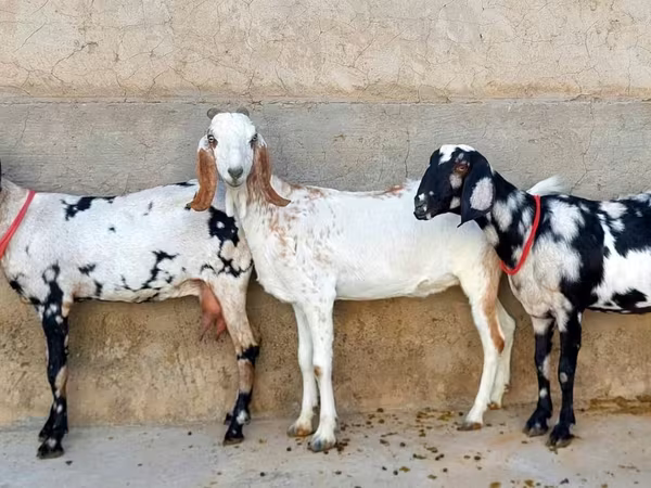 Коза, Beetal goats