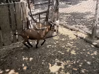 Козёл, Альпийская коза — фото 6