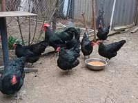 Australorp — Foto 2