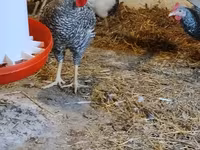 Slovenian Barred Hen — photo 3