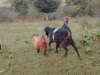 Ziege, Ziegen — Foto 3