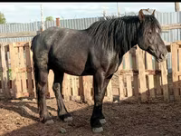 Кобила, Kazakh horse — фото 2