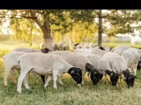 Widder, Dorper sheep — Foto 5