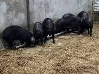猪（批次，未指定性别）, Баскская — 照片 3