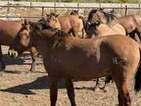 حصان, Mugalzhar horse — الصورة 4