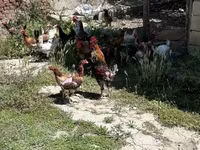 Chickens — 4-сурет