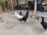 Chickens — 5-сурет