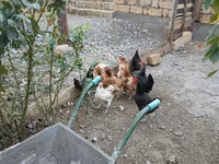 Chickens — Foto 2