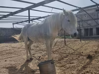 Caballo, Caballos — foto 3
